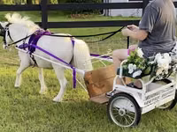 Caballo, Miniature horse — foto 2
