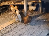 Bantam — Foto 1