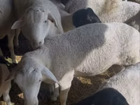 मेढ़ा, Dorper sheep — फ़ोटो 3