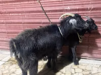 Goat, Goats — photo 2