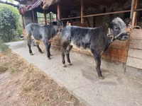 Bulle, Swiss cattle — Foto 1