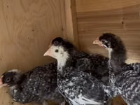 Chickens — الصورة 2