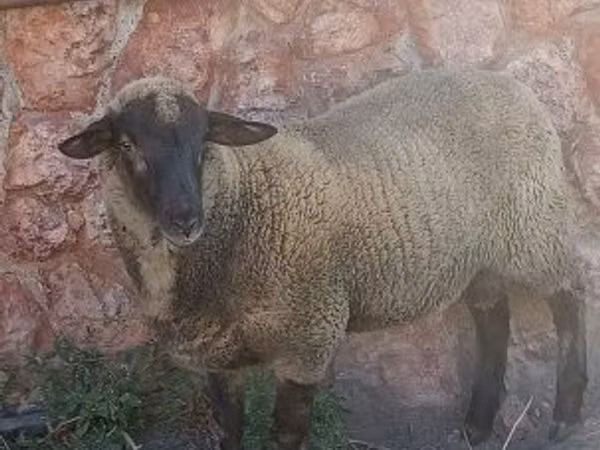 公羊, Suffolk sheep