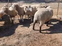 Carnero, Ile-de-France sheep — foto 3
