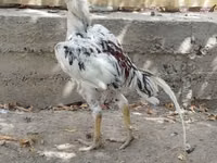 Chickens — photo 3
