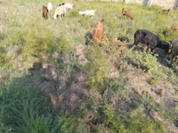 Goats (batch, sex not specified), Goats — photo 5