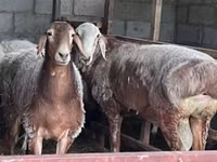 نعجة, East Friesian Dairy sheep — الصورة 4