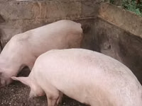 Pigs (batch, sex not specified), Pigs — photo 3
