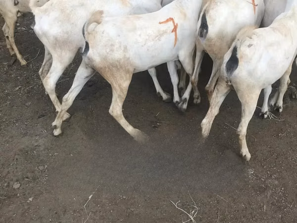 Goats (batch, sex not specified), Somali goats