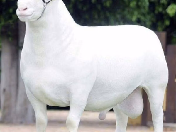 भेड़ें (लॉट, लिंग निर्दिष्ट नहीं), Dorper sheep