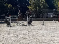 Hengst, Oldenburg horse — Foto 3