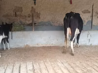 Kuh, Latvian Blue cattle — Foto 7