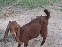 公山羊, Goats — 照片 5