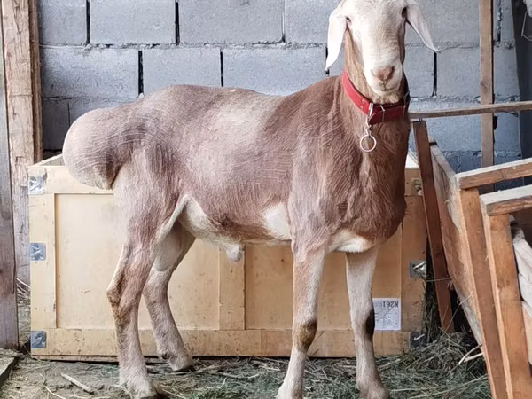 Widder, Rhon sheep
