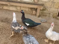 Ducks — photo 7