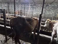 Bull, Red-spotted breed — photo 6