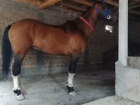 Hengst, Kyrgyz Horse — Foto 2