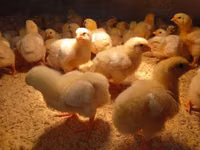 Chickens — الصورة 4