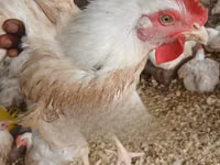 Chickens — photo 2