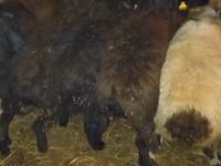 公羊, Qashqai sheep — 照片 7