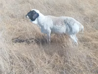 भेड़ें (लॉट, लिंग निर्दिष्ट नहीं), South meat sheep — फ़ोटो 1