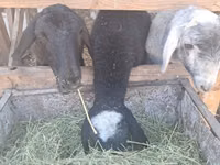 Sheep, Sheep — photo 1