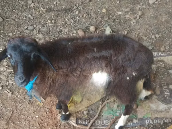 Sheep (batch, sex not specified), Sheep