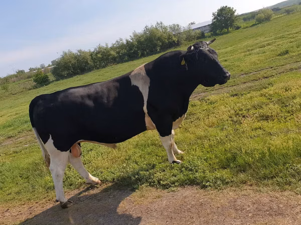 Bulle, Holstein-Rasse