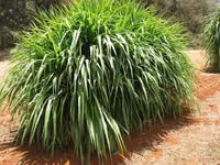 Napier Grass for Goat, Sheep's, Catle, Rabit, Grasscuter Etc — फ़ोटो 1
