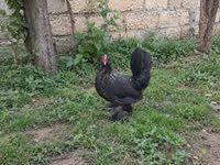 Chickens — foto 6