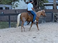 حصان, Quarter Horse — الصورة 2