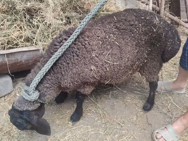 Schaf, Saryarka sheep