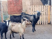 Billy Goat, Goats — photo 2