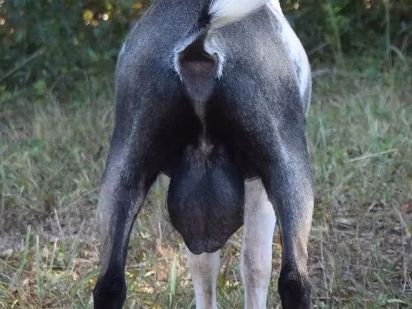 Billy Goat, Goats