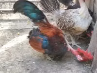 Chickens — फ़ोटो 5
