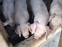 Schweine (Partie, Geschlecht nicht angegeben) — Foto 1