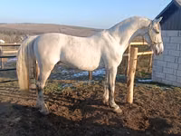 Horse (M), Horses — photo 1