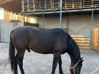 公马, Karachay horse — 照片 2