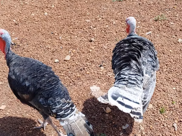 Turkeys