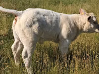 Bulle, Charolais cattle — Foto 7