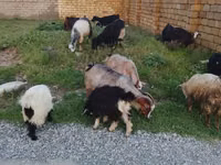 Widder, Daglıс sheep — Foto 1