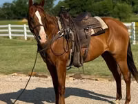 Caballo, Morgan — foto 1