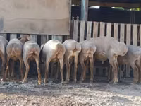 Schaf, Arashan sheep — Foto 4