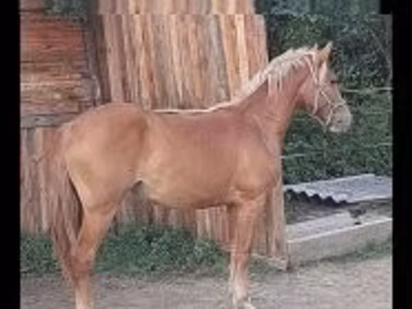 घोड़ी, Haflinger
