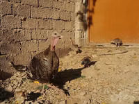 الدجاجة السلوفينية الفضية — الصورة 1