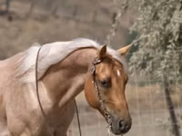 حصان, Quarter Horse — الصورة 8