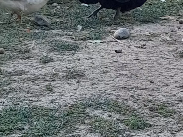 Manchado australiano