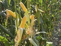 Silos sotiladi — 20 kg 15 000 so‘m, Xatirchi — 照片 3