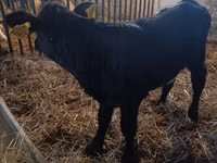 Cow, Limousin cow — photo 2