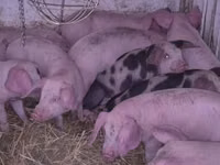 Schweine (Partie, Geschlecht nicht angegeben), Schweine — Foto 8